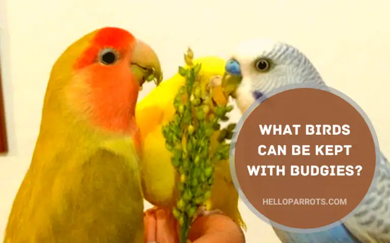 What Birds Can Be Kept With Budgies