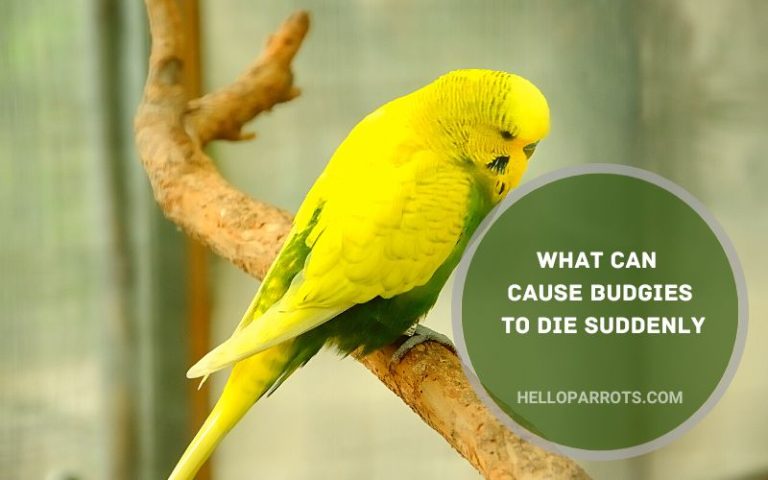 What Can Cause Budgies to Die Suddenly?