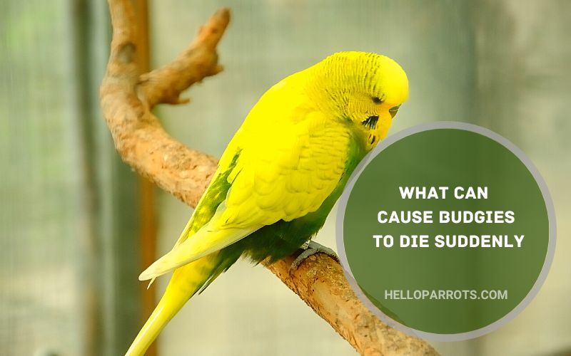 What Can Cause Budgies to Die Suddenly