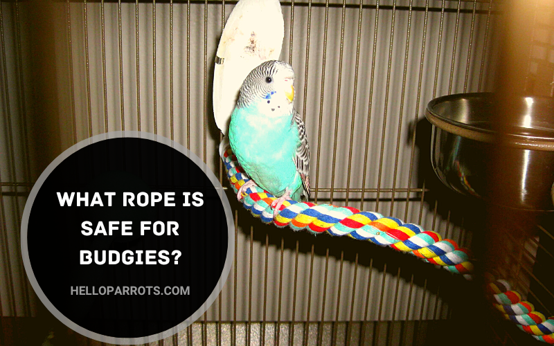 What Rope Is Safe for Budgies