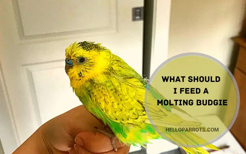 What Should I Feed a Molting Budgie