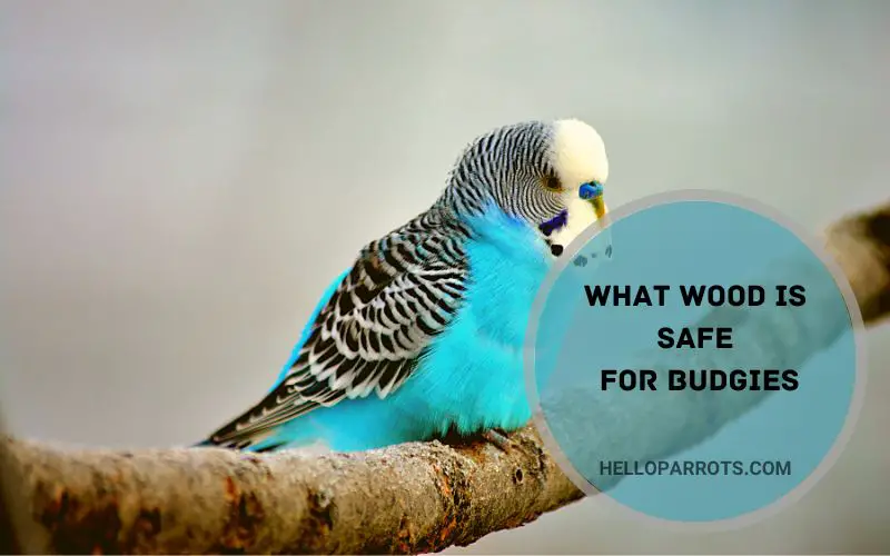What Wood is Safe for Budgies