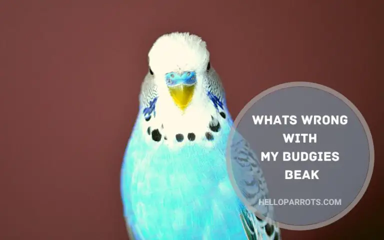 Whats Wrong With My Budgies Beak?