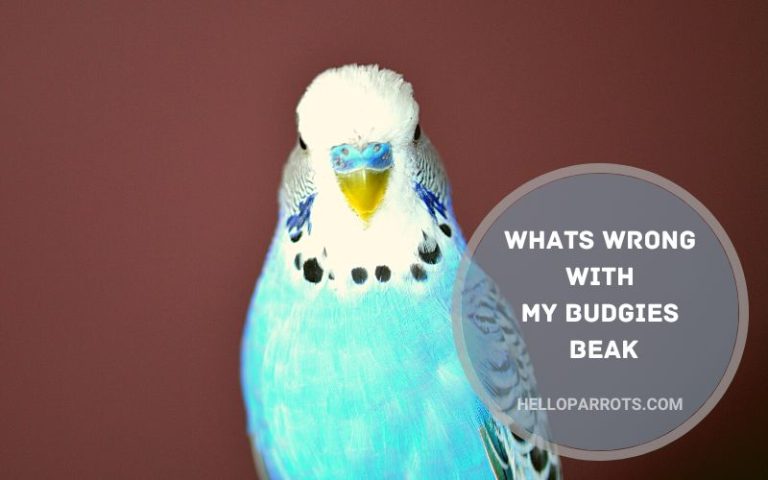 Whats Wrong With My Budgies Beak?