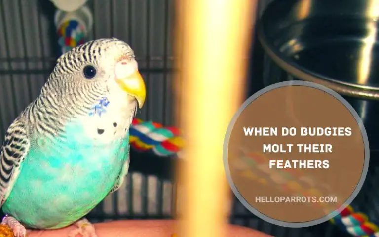 When Do Budgies Molt Their Feathers?