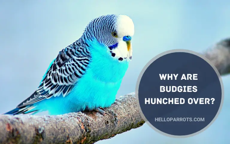 Why Are Budgies Hunched Over?