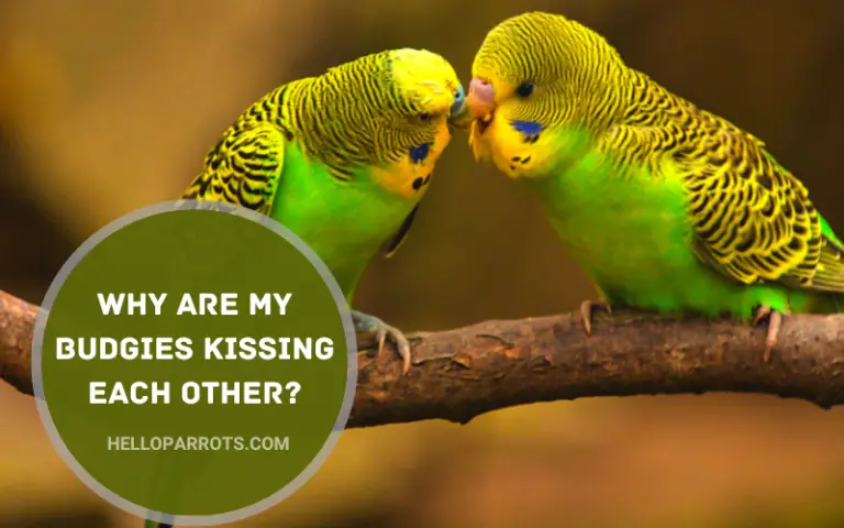 Why Are My Budgies Kissing Each Other?