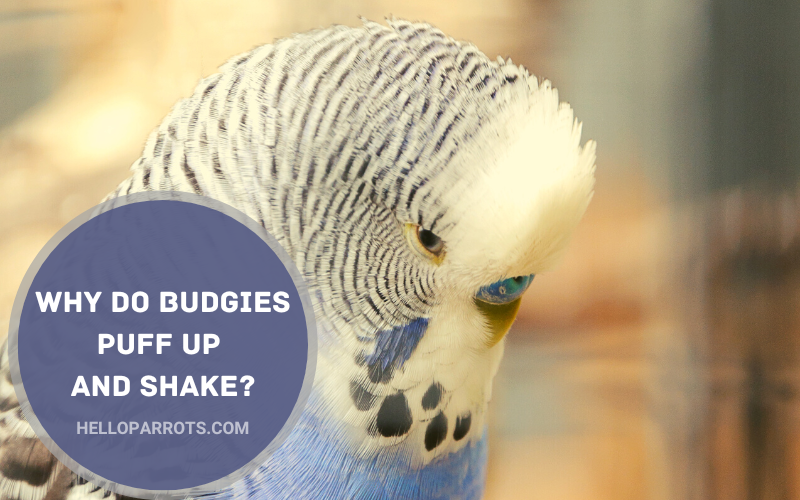 Why Do Budgies Puff Up and Shake