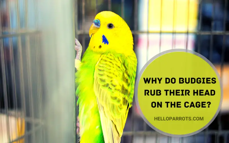 Why Do Budgies Rub Their Head on the Cage?