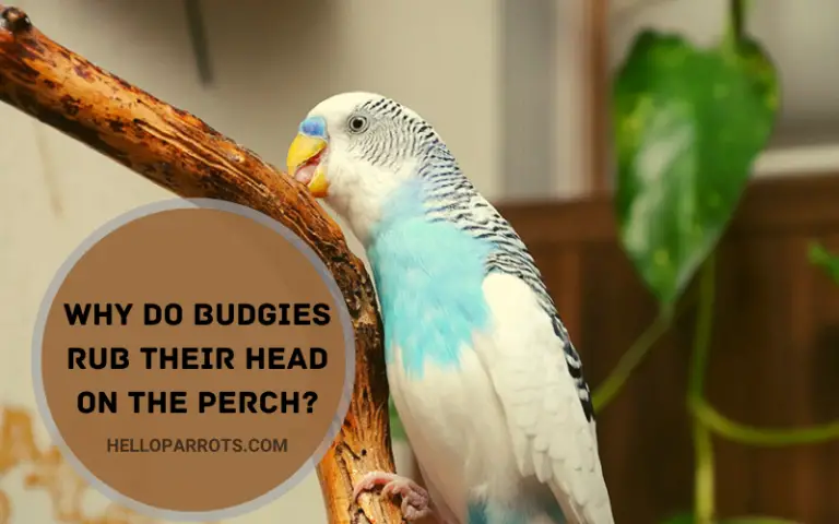 Why Do Budgies Rub Their Head on the Perch?