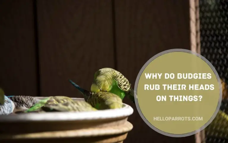 Why Do Budgies Rub Their Heads on Things?