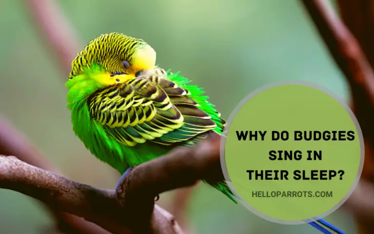Why Do Budgies Sing in Their Sleep?