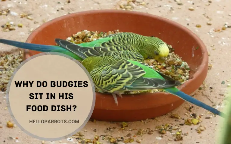 Why Do Budgies Sit in His Food Dish?