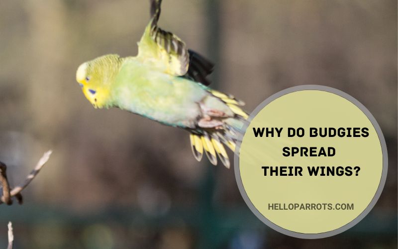 Why Do Budgies Spread Their Wings.