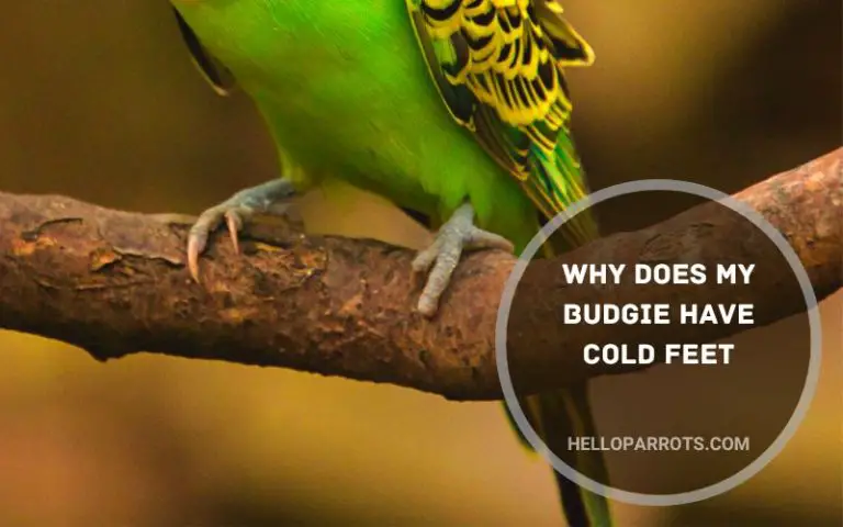 Why Does My Budgie Have Cold Feet?