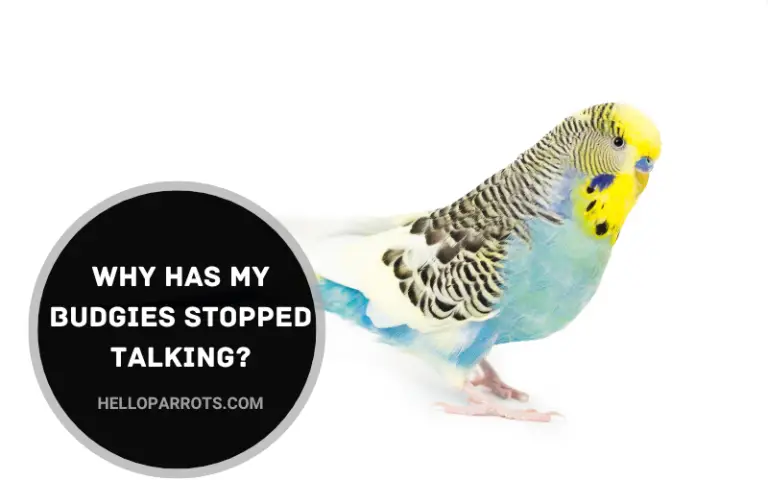 Why Has My Budgies Stopped Talking?
