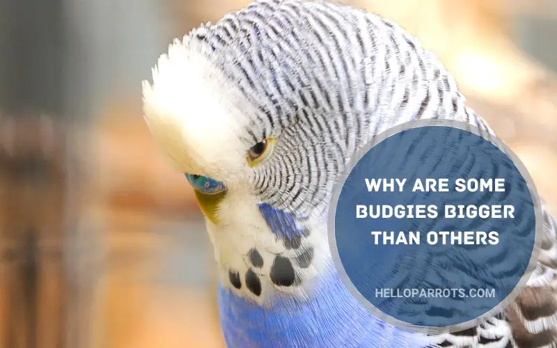 why-are-some-budgies-bigger-than-others