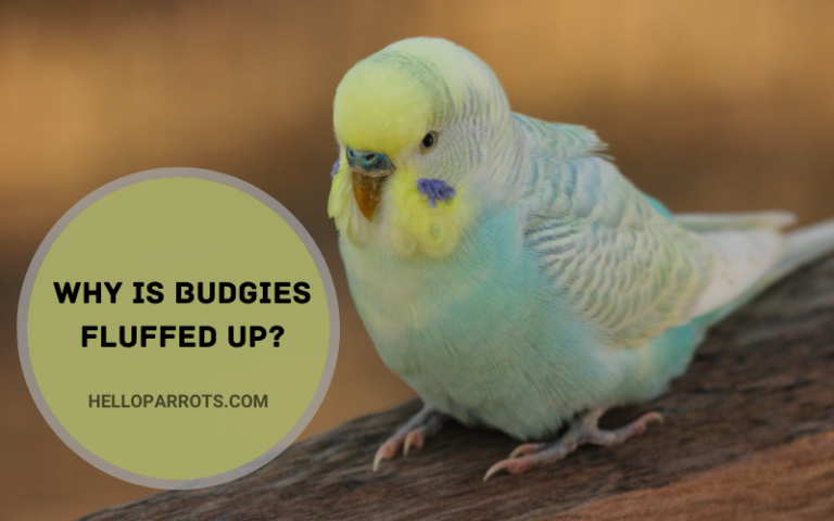 Why Are Budgies Fluffed Up? Top 3 Reasons and Cure!
