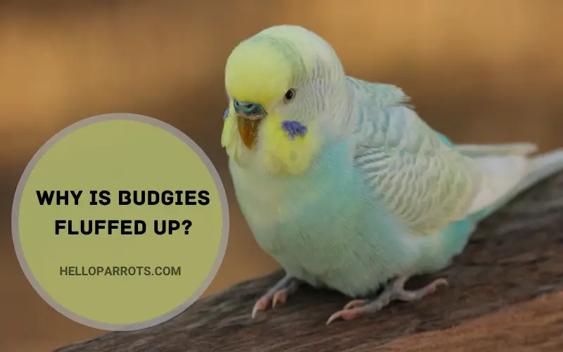 Why is Budgies Fluffed Up