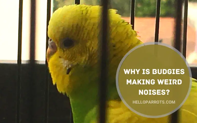 Why are Budgies Making Weird Noises?