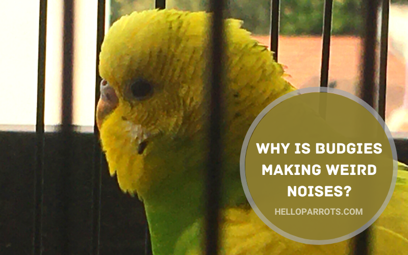 Why is Budgies Making Weird Noises