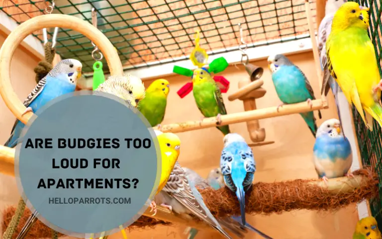 Are Budgies Too Loud for Apartments?