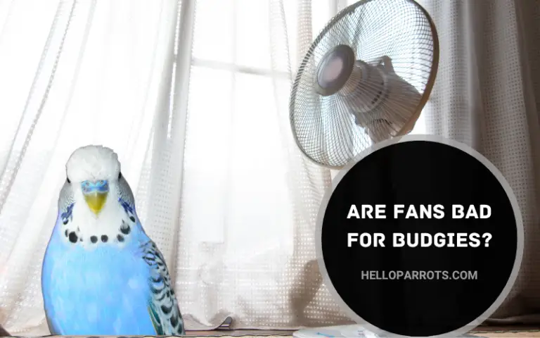 Are Fans Bad for Budgies?