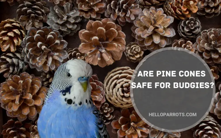 Are Pine Cones Safe for Budgies?