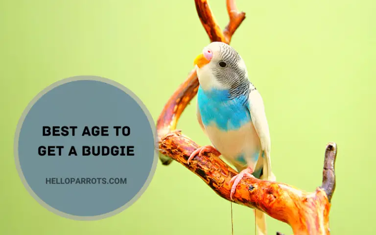 Best Age to Get a Budgie