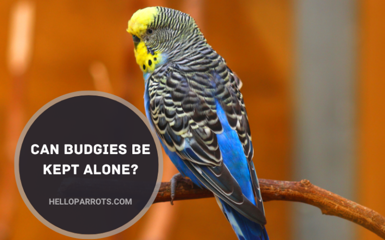 Can Budgies Be Kept Alone?