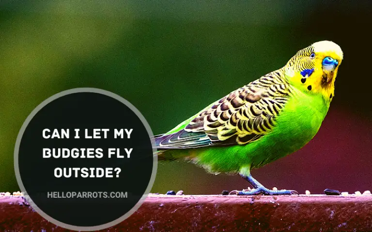 Can I Let My Budgies Fly Outside?
