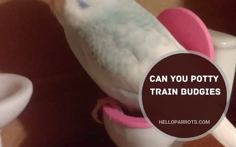 Can You Potty Train Budgies
