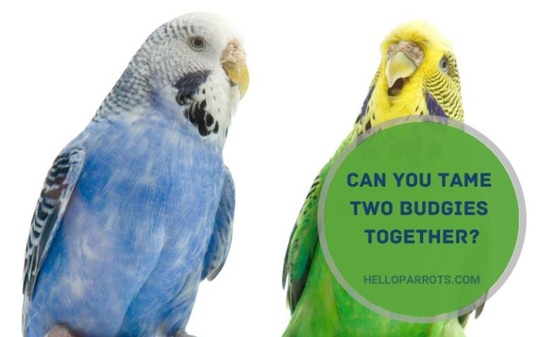 Can You Tame Two Budgies Together?