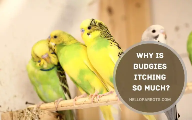 Why is Budgies Itching So Much?
