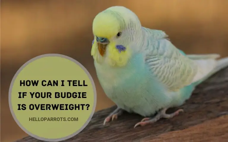 How Can You Tell If Your Budgie is Overweight?