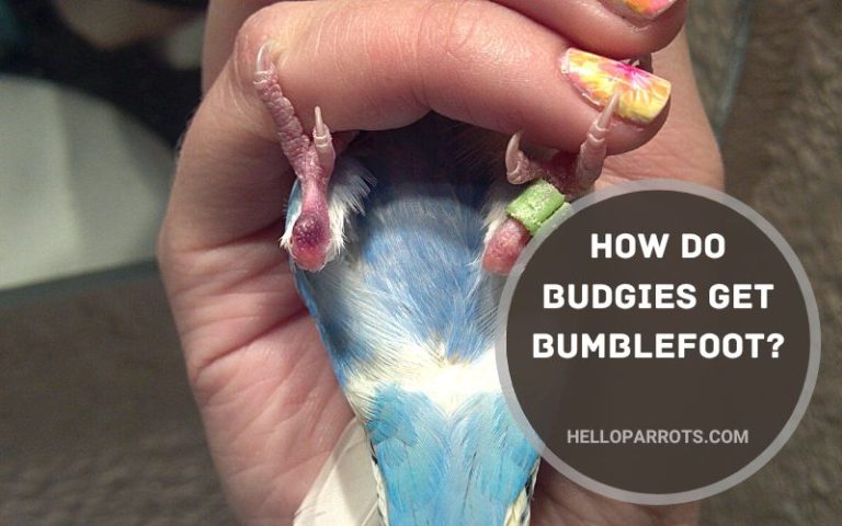 How Do Budgies Get Bumblefoot?