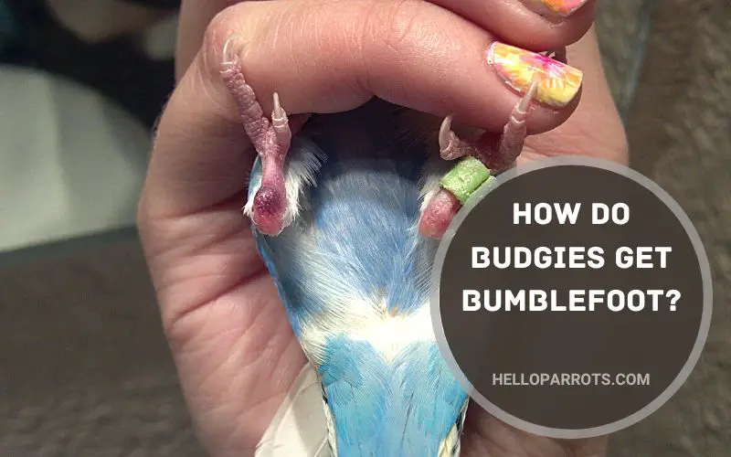 How Do Budgies Get Bumblefoot
