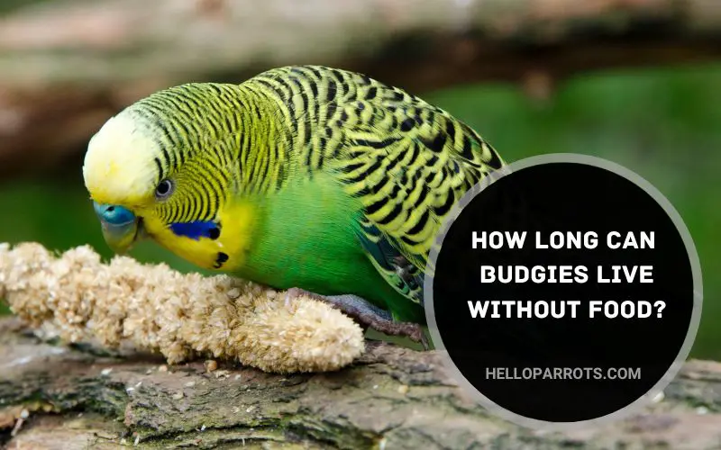 How Long Can Budgies Live Without Food.
