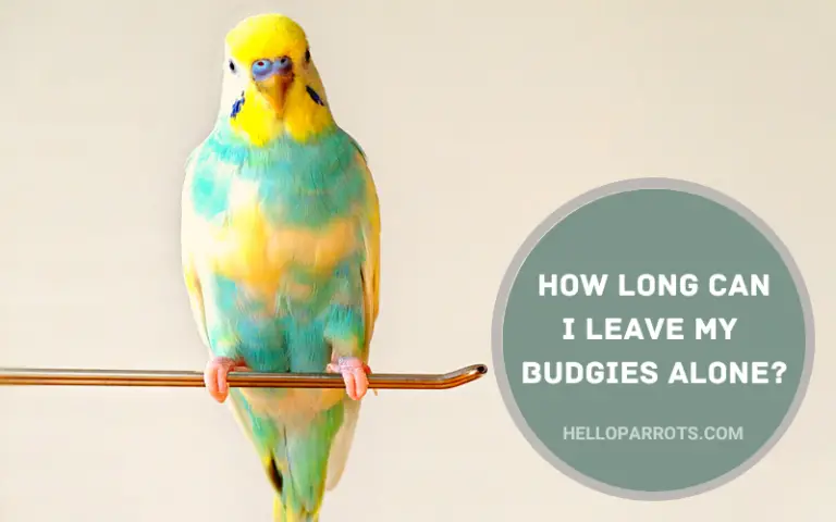 How Long Can I Leave My Budgies Alone?