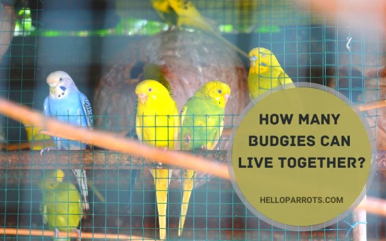 How Many Budgies Can Live Together?