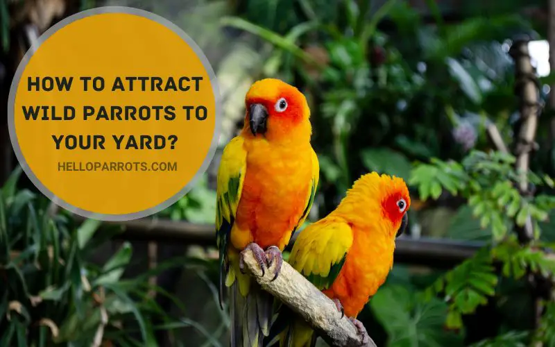 How To Attract Wild Parrots To Your Yard?