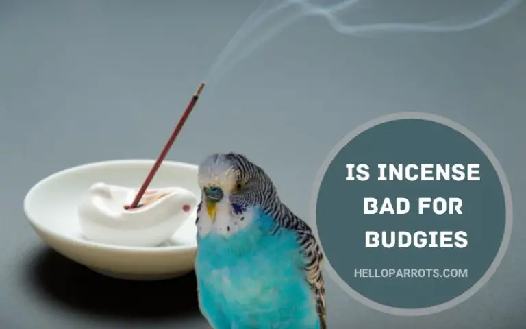 Is Incense Bad for Budgies?