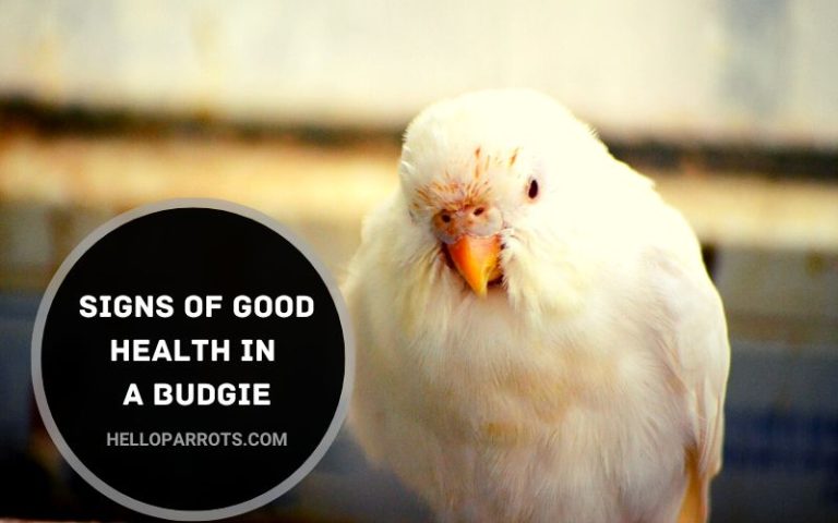 Signs of Good Health in a Budgie