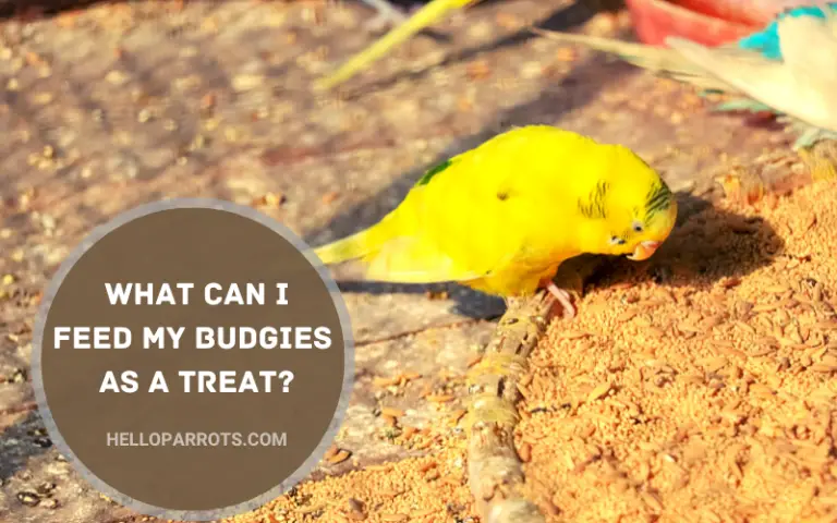 What Can I Feed My Budgies As a Treat