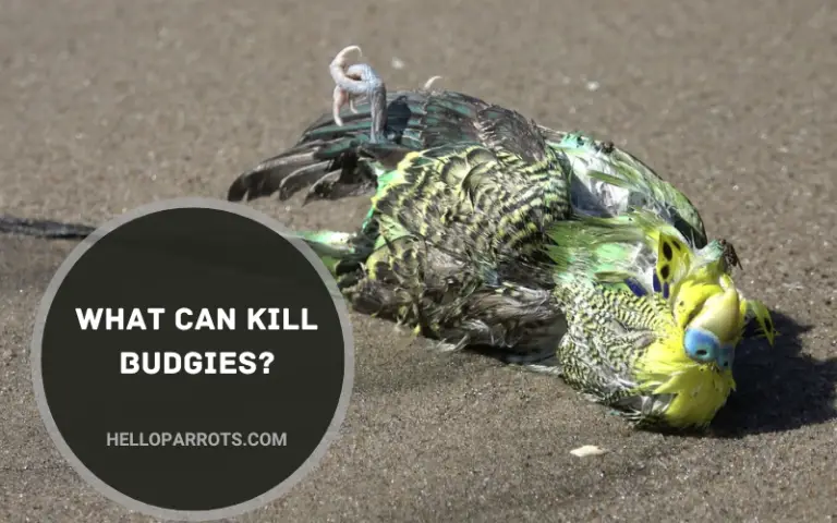 What Can Kill Budgies