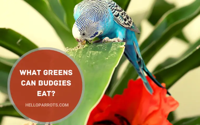 What Greens Can Budgies Eat?