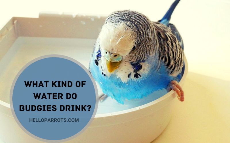 What Kind of Water Do Budgies Drink