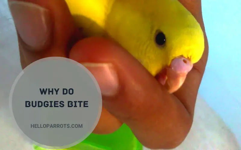 Why Do Budgies Bite