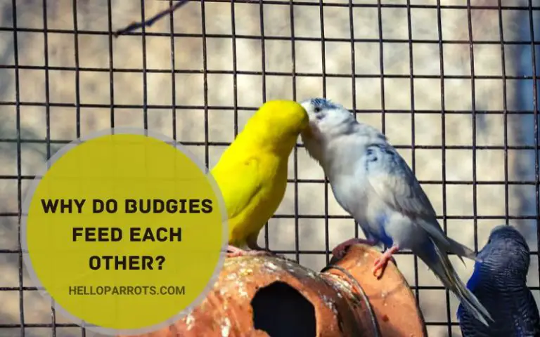 Why Do Budgies Feed Each Other