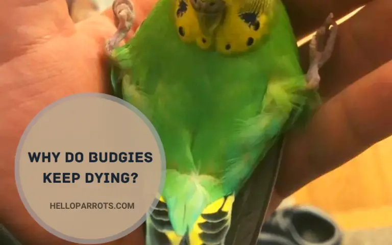 Why Do Budgies Keep Dying